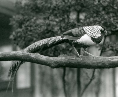 एक पुरुष लेडी एमहर्स्ट्स तीतर, 1926 में लंदन चिड़ियाघर में एक क्षैतिज शाखा के साथ चलते हुए द्वारा फ्रेडरिक विलियम बॉन्ड