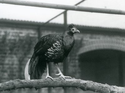 1928 में लंदन चिड़ियाघर में एक क्षैतिज शाखा पर खड़े एक नर वीलॉट्स फायर समर्थित तीतर / क्रेस्टेड फायरबैक (बी / डब्ल्यू फोटो) द्वारा फ्रेडरिक विलियम बॉन्ड