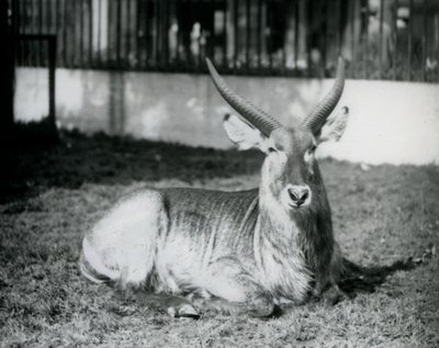 1928 में लंदन चिड़ियाघर में अपने पैडॉक में घास पर लेटा एक नर वाटरबक (b/w फोटो) द्वारा फ्रेडरिक विलियम बॉन्ड