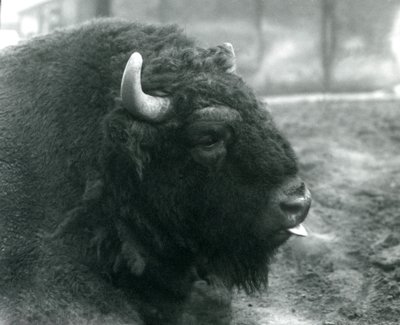 एक नर/बैल यूरोपीय बाइसन, लंदन चिड़ियाघर, फरवरी 1928 (बी/डब्ल्यू फोटो) द्वारा फ्रेडरिक विलियम बॉन्ड