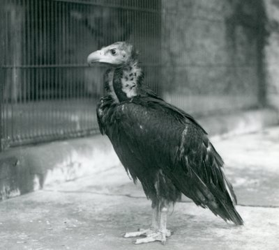 लंदन जू में 1927 में खड़े यूरेशियन ब्लैक वल्चर के निकट एक खतरा द्वारा फ्रेडरिक विलियम बॉन्ड