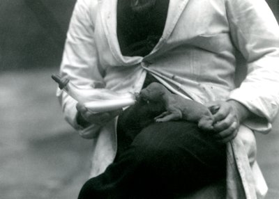 एक नवजात शेर शावक की बोतल को उसके रक्षक, लंदन चिड़ियाघर, 1923 द्वारा खिलाया गया द्वारा फ्रेडरिक विलियम बॉन्ड