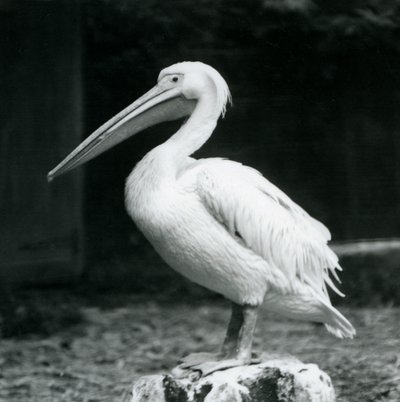 सितंबर 1925 में लंदन के चिड़ियाघर में एक पेड़ के तने पर एक पेलिकन खड़ा था द्वारा फ्रेडरिक विलियम बॉन्ड