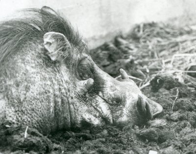 1927 में लंदन चिड़ियाघर में कीचड़ में आराम करते एक युद्धस्थल द्वारा फ्रेडरिक विलियम बॉन्ड