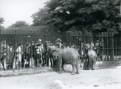 एक युवा अफ्रीकी हाथी और पैगी अफ्रीकी हाथी अपने पैडॉक, लंदन चिड़ियाघर, 1926 के रेलिंग के माध्यम से बच्चों के एक बड़े समूह के साथ बातचीत करते हैं द्वारा फ्रेडरिक विलियम बॉन्ड