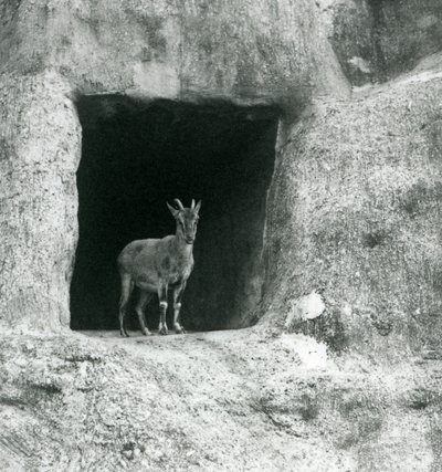 लंदन के चिड़ियाघर, अगस्त 1927 में मैपिन टैरेस की कृत्रिम चट्टानों में गुफा के प्रवेश द्वार में खड़ा एक युवा ग्रीशियन इबेक्स द्वारा फ्रेडरिक विलियम बॉन्ड