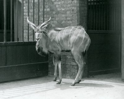 1929 में लंदन चिड़ियाघर में अपने बाड़े में खड़ा एक युवा पुरुष ग्रेटर कुडू (b/w फोटो) द्वारा फ्रेडरिक विलियम बॉन्ड