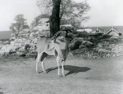 1929 में लंदन चिड़ियाघर में अपने पैडॉक में खड़ा एक एलैंड (बी / डब्ल्यू फोटो) द्वारा फ्रेडरिक विलियम बॉन्ड