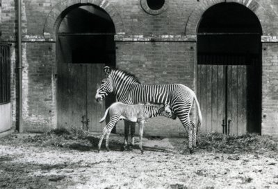 एक लुप्तप्राय ग्रीविस्मैरिअल ज़ेबरा, अगस्त 1927 में लंदन के चिड़ियाघर में उनके पैडॉक में 4 दिन की बूढ़ी औरत को दूध पिलाती हुई द्वारा फ्रेडरिक विलियम बॉन्ड