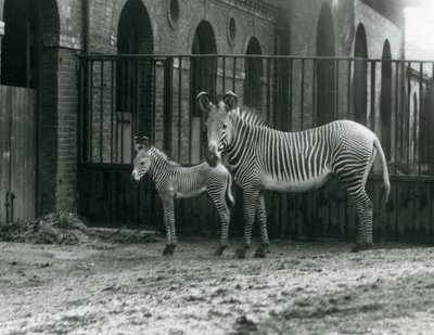 एक लुप्तप्राय ग्रीविस्मैरिअल ज़ेबरा, अगस्त 1927 में लंदन चिड़ियाघर में अपने पैडॉक में अपने 4 दिन के बूढ़े बच्चे के साथ खड़ा था। द्वारा फ्रेडरिक विलियम बॉन्ड