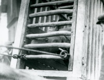 1924 में लंदन चिड़ियाघर में आगमन पर एक भारतीय गैंडा अपने लकड़ी के परिवहन टोकरे से बाहर निकलता है (b/w photo) द्वारा फ्रेडरिक विलियम बॉन्ड