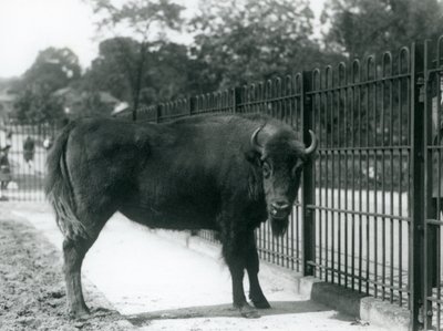 12 अगस्त 1926 को लंदन जू, अपने पैडॉक की सलाखों पर यूरोपीय बाइसन जॉर्जिना द्वारा फ्रेडरिक विलियम बॉन्ड