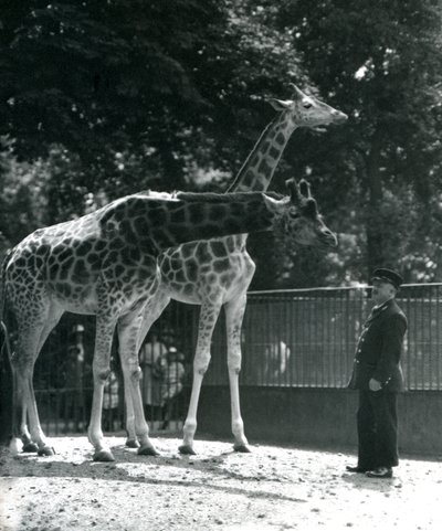 कीपर एर्नी प्रोफेसर बोमन, लंदन चिड़ियाघर, जुलाई 1924 के साथ महिला जिराफस माउद और मैगी द्वारा फ्रेडरिक विलियम बॉन्ड