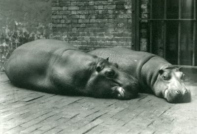 Hippopotamuses Bobbie और Joan लंदन के चिड़ियाघर में अपने बाड़े में लेटे हुए, जुलाई 1923 (bw photo) द्वारा फ्रेडरिक विलियम बॉन्ड