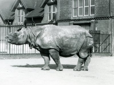 भारतीय गैंडा फेलिक्स, लंदन चिड़ियाघर, 1927 में अपने पैडॉक में खड़ा था द्वारा फ्रेडरिक विलियम बॉन्ड