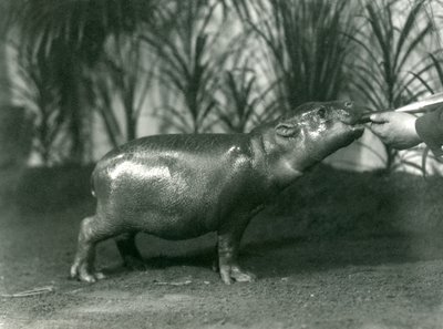 पर्सी, एक युवा Pygmy Hippopotamus को लंदन के चिड़ियाघर में खिलाया गया, नवंबर 1923 (bw फोटो) द्वारा फ्रेडरिक विलियम बॉन्ड