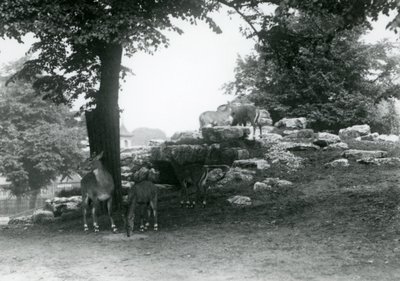1924 में लंदन ज़ू में एलैंडअंटेलोप पैडॉक द्वारा फ्रेडरिक विलियम बॉन्ड