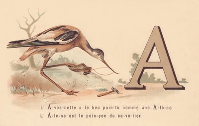 A: L&39;Avoscette में Alene की तरह नुकीली चोंच होती है The Alene, Savetier की पहचान है द्वारा फ्रेंच स्कूल