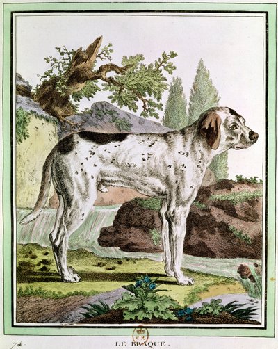 पॉइंटर, प्राकृतिक इतिहास से चित्रण लुईस लेक्लर (1707-88) बफन की गणना, 1749-1804 द्वारा फ्रेंच स्कूल