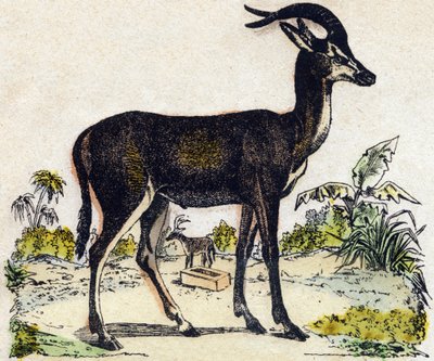 मृग। "" अल्फाबेट डेस एनिमॉक्स सॉवेजेज "" में उत्कीर्णन। नौवीं श्रृंखला। एपिनल, पेलेरिन, प्रिंटर-प्रकाशक, लगभग 1870 की इमेजरी। लकड़ी पर उत्कीर्णन, स्टेंसिल। 16 पृष्ठ। मंद: 20 x 15 सेमी। निजी संग्रह द्वारा फ्रेंच स्कूल