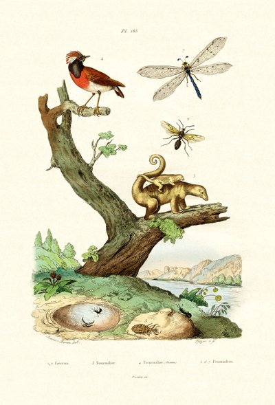 चींटियां, 1833-39 द्वारा फ्रेंच स्कूल