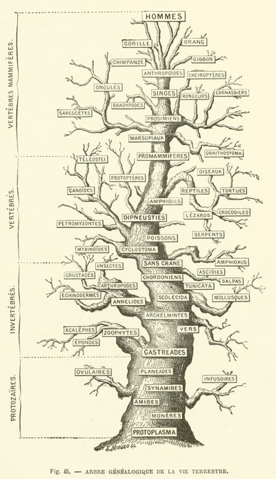स्थलीय जीवन का वंशावली वृक्ष (उत्कीर्णन) द्वारा फ्रेंच स्कूल