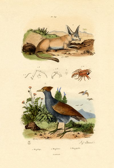बैट-इयर फॉक्स, 1833-39 द्वारा फ्रेंच स्कूल