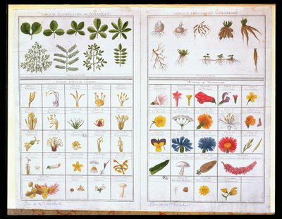 कार्ल वॉन लिने (1707-78) के बाद वानस्पतिक तालिका और जोसेफ पिट्टन डी टूरनेफोर्ट (1656-1708) के बाद, 18 वीं सदी के अंत में (रंग उत्कीर्णन) द्वारा फ्रेंच स्कूल