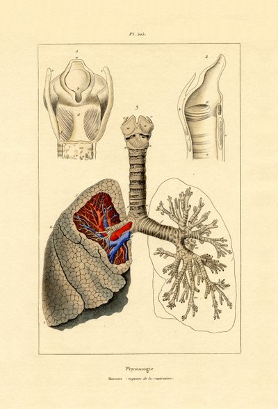 श्वास, 1833-39 द्वारा फ्रेंच स्कूल