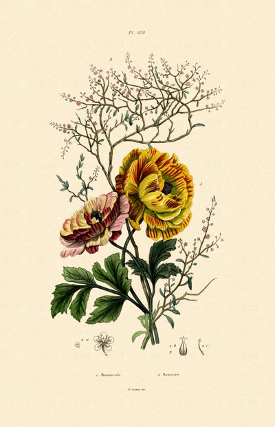 बटरकप, 1833-39 द्वारा फ्रेंच स्कूल