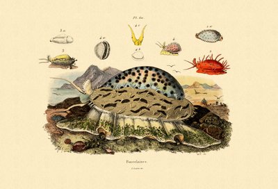 कौड़ी के गोले, 1833-39 द्वारा फ्रेंच स्कूल