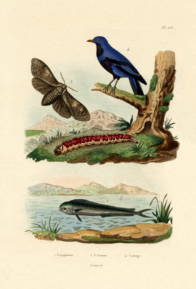 डॉल्फिनफ़िश, 1833-39 द्वारा फ्रेंच स्कूल