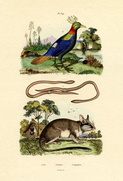 डॉरमाउस, 1833-39 द्वारा फ्रेंच स्कूल