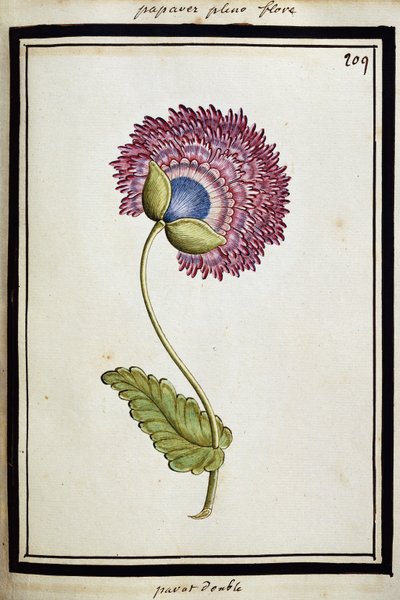 डबल पोपी, c.1700 द्वारा फ्रेंच स्कूल