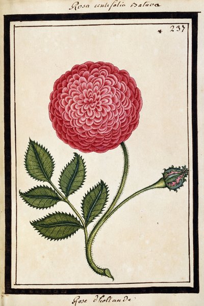 डच रोज़, c.1700 (वाटर कलर ड्राइंग, ब्लैक में फंसा हुआ) द्वारा फ्रेंच स्कूल