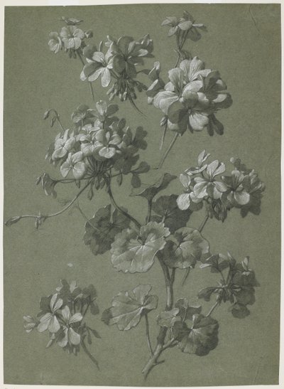 गेरियम (पेलार्गोनियम एसपी), c.1800 (लकड़ी का कोयला और सफेद चाक, हरा कड़ाही) द्वारा फ्रेंच स्कूल