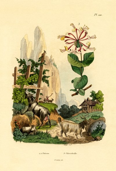 बकरियाँ, 1833-39 द्वारा फ्रेंच स्कूल