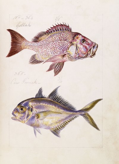 गोला वगैरह, c.1850 द्वारा फ्रेंच स्कूल