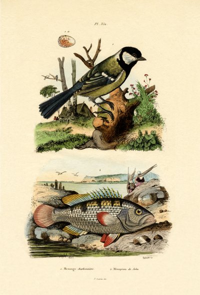 ग्रेट टाइट, 1833-39 द्वारा फ्रेंच स्कूल