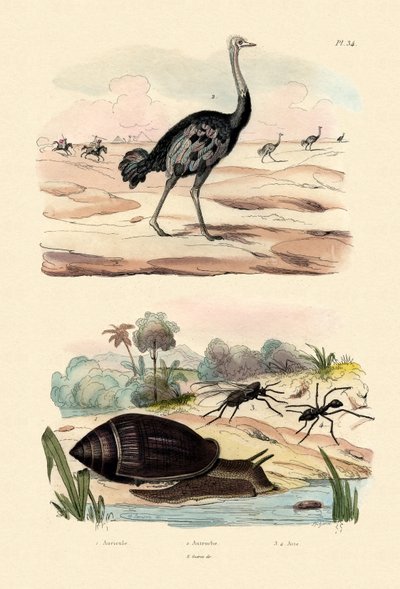 हेराल्ड स्नेल, 1833-39 द्वारा फ्रेंच स्कूल