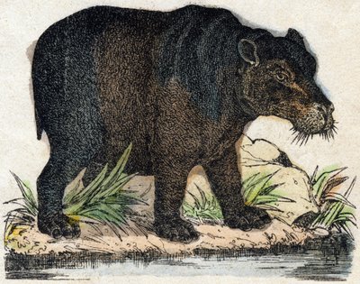 दरियाई घोड़ा। "" Alphabet des animaux sauvages" में उत्कीर्णन। नौवीं श्रृंखला। एपिनल, पेलरिन, प्रिंटर-प्रकाशक, लगभग 1870 की इमेजरी। लकड़ी पर उत्कीर्णन, स्टेंसिल। 16 पृष्ठ। मंद: 20 x 15 सेमी। निजी संग्रह द्वारा फ्रेंच स्कूल