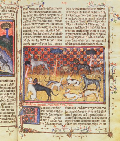 गैस्टोन III द्वारा शिकार कुत्ते, बुक ऑफ हंटिंग से फॉक्स फेब्स के हंटर (1331-91), 1387-89 (चर्मपत्र पर गौचे) द्वारा फ्रेंच स्कूल