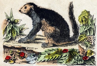इंद्री (लेमुरियन)। "" Alphabet des animaux sauvages" में उत्कीर्णन। नौवीं श्रृंखला। एपिनल, पेलरिन, प्रिंटर-प्रकाशक, लगभग 1870 की इमेजरी। लकड़ी पर उत्कीर्णन, स्टेंसिल। 16 पृष्ठ। मंद: 20 x 15 सेमी। निजी संग्रह द्वारा फ्रेंच स्कूल