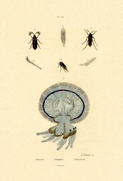 जेलिफ़िश, 1833-39 द्वारा फ्रेंच स्कूल
