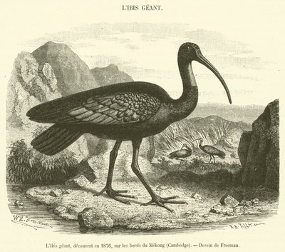 मेकांग, कंबोडिया (उत्कीर्णन) के तट पर 1876 में खोजा गया विशाल आइबिस द्वारा फ्रेंच स्कूल