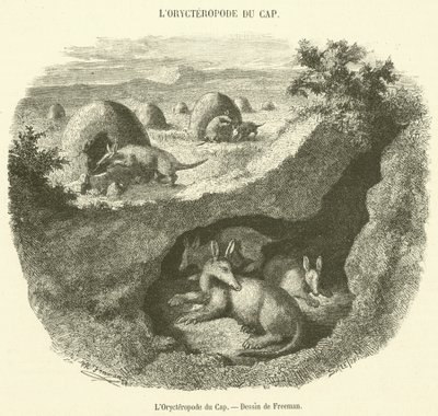 L'Orycteropod du Cap (उत्कीर्णन) द्वारा फ्रेंच स्कूल