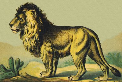 सिंह के रूप में एल द्वारा फ्रेंच स्कूल
