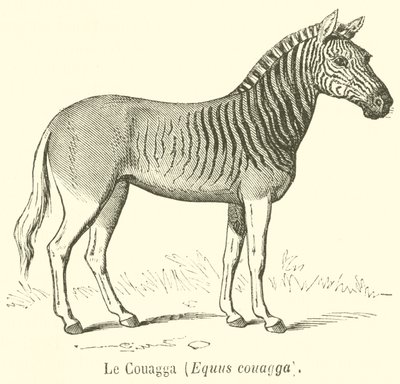 Le Couagga, Equus couagga (उत्कीर्णन) द्वारा फ्रेंच स्कूल