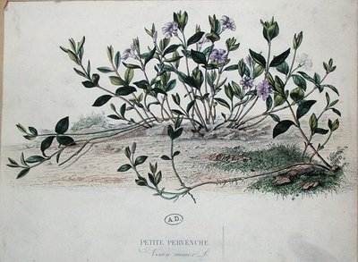 लेसर पेरिविंकल या विंका माइनर (रंगीन उत्कीर्णन) द्वारा फ्रेंच स्कूल