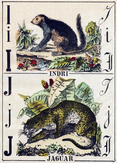 पत्र I इंद्री (लेमुरियन); जे जगुआर। "" Alphabet des animaux sauvages" में उत्कीर्णन। नौवीं श्रृंखला। एपिनल, पेलरिन, प्रिंटर-प्रकाशक, लगभग 1870 की इमेजरी। लकड़ी पर उत्कीर्णन, स्टेंसिल। 16 पृष्ठ। मंद: 20 x 15 सेमी। निजी संग्रह द्वारा फ्रेंच स्कूल